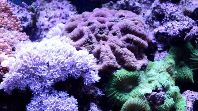 New nikon d5100 and update on reef смотреть онлайн