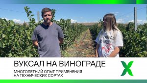 Вуксал на винограде. Многолетний опыт применения