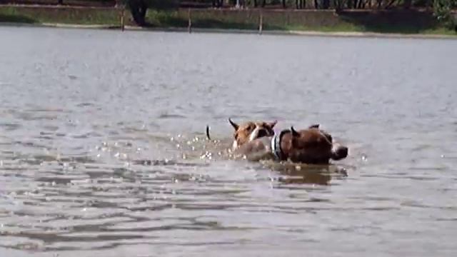 Купание коней смотреть онлайн