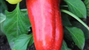 Новинки семян серии Любовь да голуби