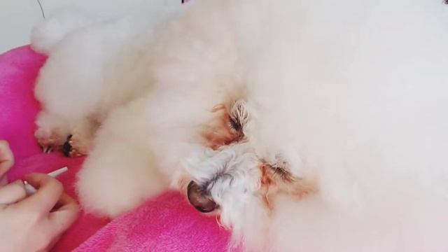 Bella’s eyes cleaning routine | Dog’s tear stain treatment | Dog tear stain removal смотреть онлайн