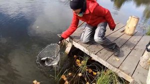 Форель. Рыбалка. "Белые камни-1" - 2015.10.10