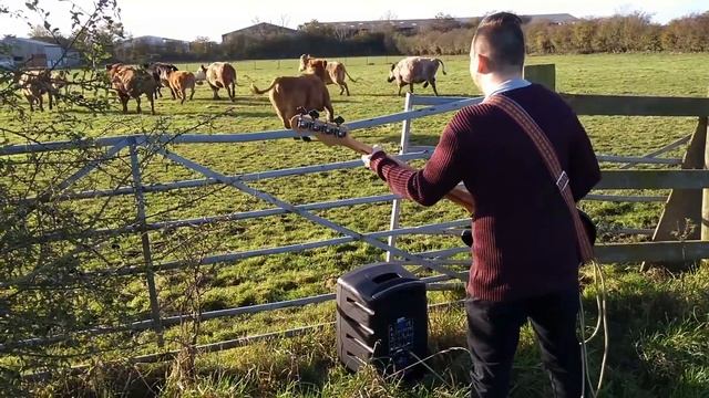 Typical audience reaction to a bass solo... смотреть онлайн