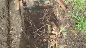 Грохотная картофелекопалка с отдельным двигателем для мототрактора