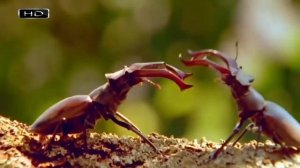 Жуки олени рогачи