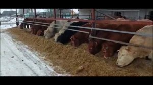 КРС Шароле, Абердины и Лимузины