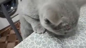 БРИТАНСКИЙ КОТ. Воспитанный британский кот Эльзик за семейным столом.