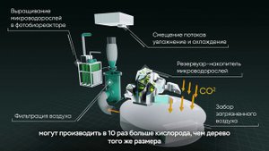Система поглощения углекислого газа и выработки кислорода Green Office