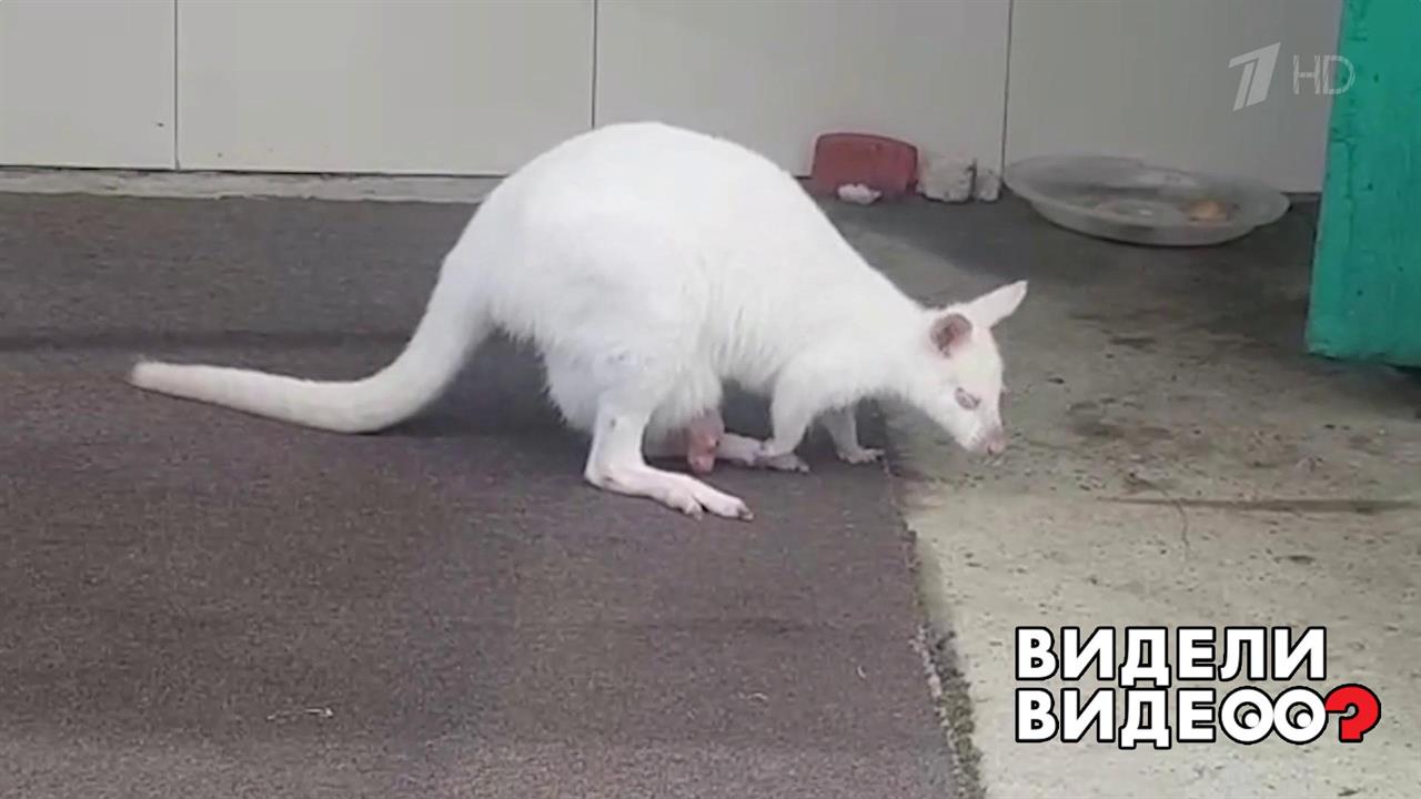 Белый кенгуру. Видели видео? Фрагмент выпуска от 22.09.2019