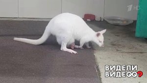Белый кенгуру. Видели видео? Фрагмент выпуска от 22.09.2019