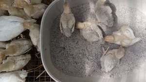 Чистим пёрышки индюшатам.