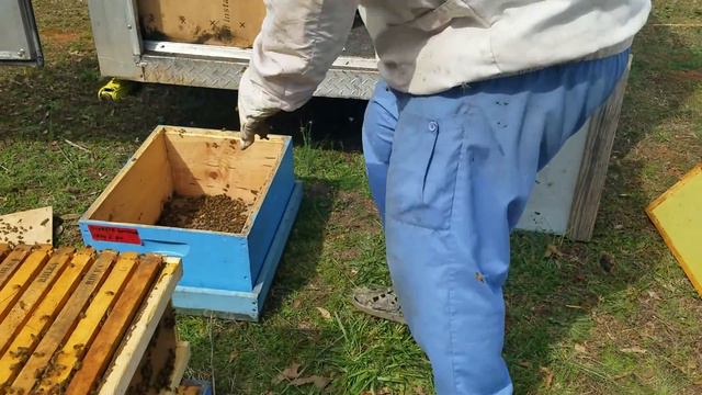 Пересадка пчели на10-ти рамочний улий дадан.. смотреть онлайн