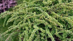 Барбарис тунберга в саду -  от него не откажусь,  любовь  почти безусловная!