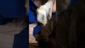 Рождение и реанимация щенка.
