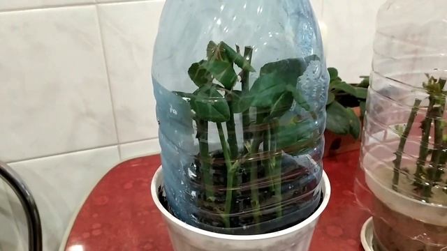 Черенкование роз.Результаты.