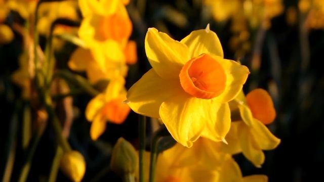 Peaceful Music | शांतिपूर्ण संगीत | Спокойная Музыка для Сна | 4 Hour Non-Stop смотреть онлайн