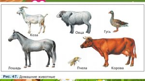 Биология, 5 кл., § 12 "Животные"