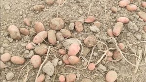 Сорт картофеля Вектар