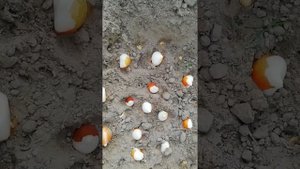 Когда сажать тюльпаны и мускари?Часть 1