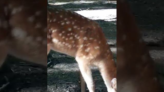 A curious deer.Любопытный олень.