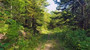 4К Виртуальная прогулка по лесу / Остров Сахалин, тропинки в окрестностях Южно-Сахалинска