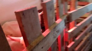 Признаки окота у козы / За два часа до окота / Что нужно знать?Зааненские козы