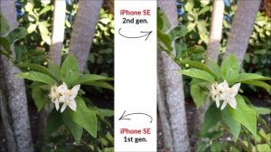 iPhone SE 2020 vs iPhone SE 2016 Camera Comparison!