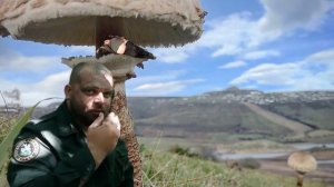 ВЫЖИВАЛОВО/ГРИБНАЯ ОБОРОНА 🍄