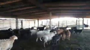 Летний навес на точке для Едильбаевских овец