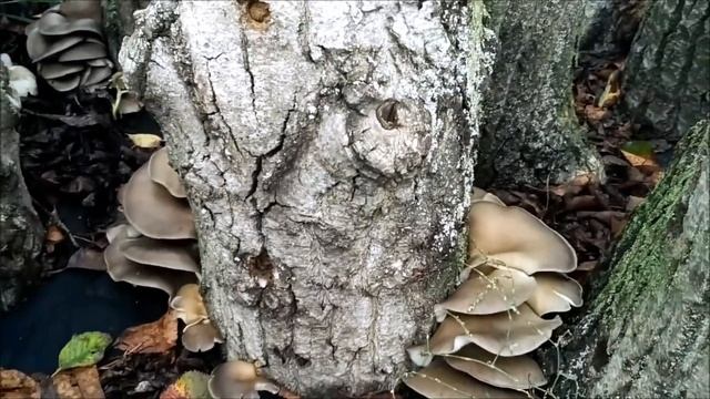 Выращивание Вешенки на дачном участке