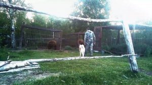 Обучение на медведя. Акита ину.