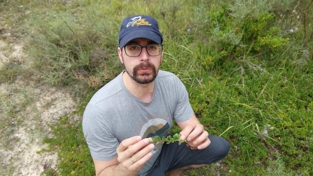 La gayuba o uva de oso: La planta más utilizada para infecciones urinarias. Arctostaphylos uva-ursi смотреть онлайн