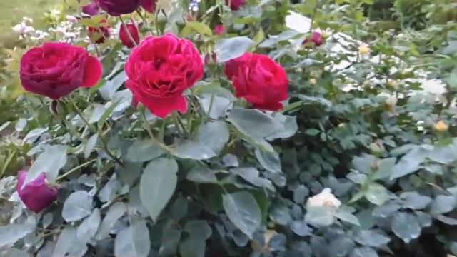 №59 Розы ТОП -10 самых красивых в моем саду в этом сезоне 2021 года. смотреть онлайн