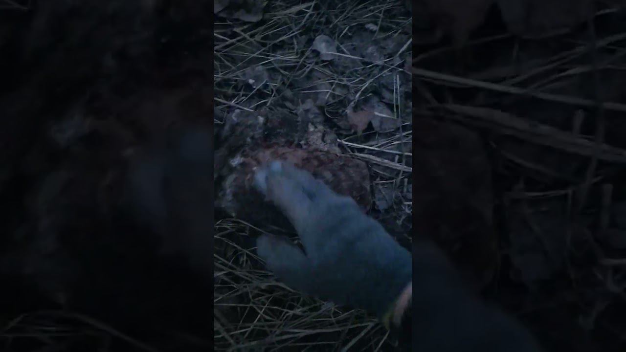 Металлокоп, нашел сброс!!! смотреть онлайн