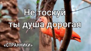 Не тоскуй ты душа дорогая.  Христианское пение. «Странники» г.Воронеж   МСЦ ЕХБ