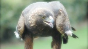 Туш табири - Тушда бургут куриш