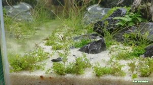 Ивагуми 70 литров и СО2