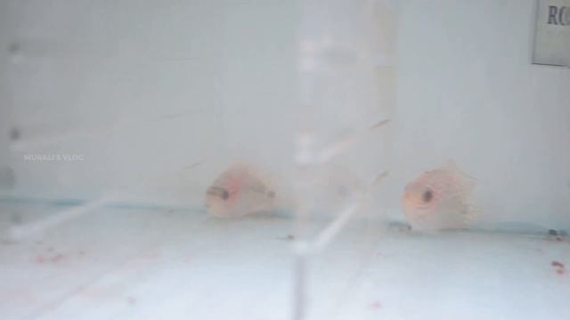 Best Quality Flowerhorn Fish Farm In Chennai | Royal Aquatics |Rare Exotic Fish Farm | Muralis Vlog