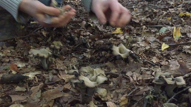 Лисичка черная и лисичка серая, подосиновики и подберезовики. Грибы в сентябре. Грибная икра. смотреть онлайн