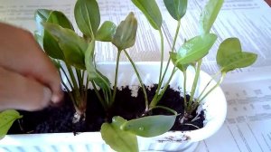 Эхинодорус в открытом грунте