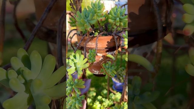 My lovelies ❤️ #succulents #succulent#echeveria #plantlover #plant #succulentcare #crassula #sedum смотреть онлайн