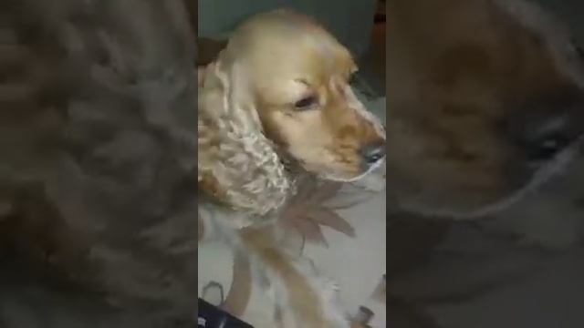 Как расчесать собаку, быстро и аккуратно#1 смотреть онлайн