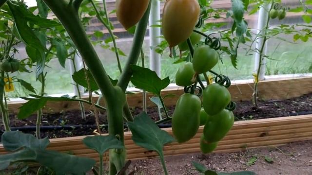 Я СПАСЛА ТОМАТЫ ОТ ФИТОФТОРЫ СУПЕР ПРОВЕРЕННЫЙ СПОСОБ смотреть онлайн