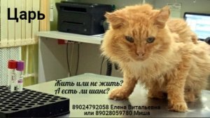 Мы не кошачьи Боги и не нам решать судьбу Царя.