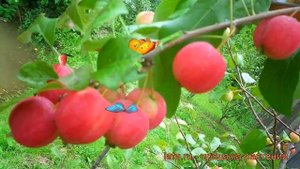 Яблоня обыкновенная Красноярский снегирек ? обзор: как сажать, саженцы яблони Красноярский снегирек