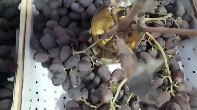 УЗУМ...МАНИКУР ФИНГЕР...ЯНГИ СОРТИ... КУЧАТЛАР......НОВАЯ СОРТ ВИНОГРАД..