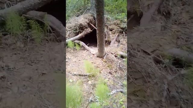 БЕРЛОГА БУРОГО МЕДВЕДЯ ! МИШКИН ДОМ !СЕВЕРНЫЙ ЛЕС ! BROWN BEAR'S LAIR ! NORTHERN FOREST !