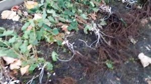 Саженцы винограда. Белгород.