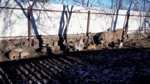 Венгерская мангалица мясо с характером