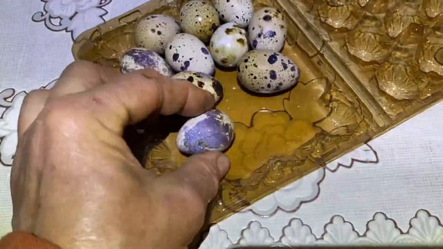Что делать - Крупное яйцо перепела//Техасский мясной перепел Хитрук Елена Украина